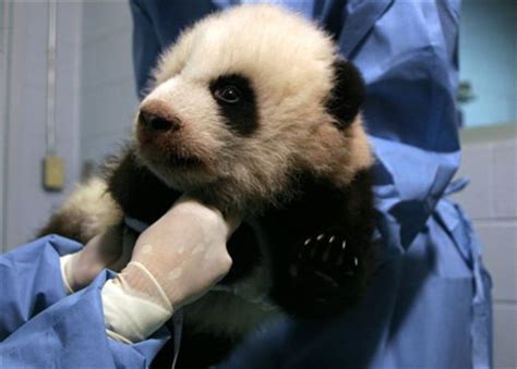 Memphis Pandas Get Privacy To Mate