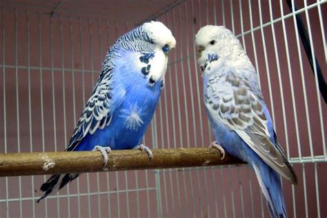English Budgie Breeders Where To Find The Best Quality Birds Bird