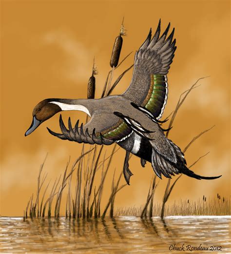 Pintail Duck Paintings