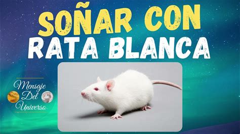 💤 Que Significa Soñar Con Una Rata Blanca Soñar Con Ratones Blancos