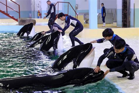 Chinas First Killer Whale Breeding Base Put Into Operation 1 Cn