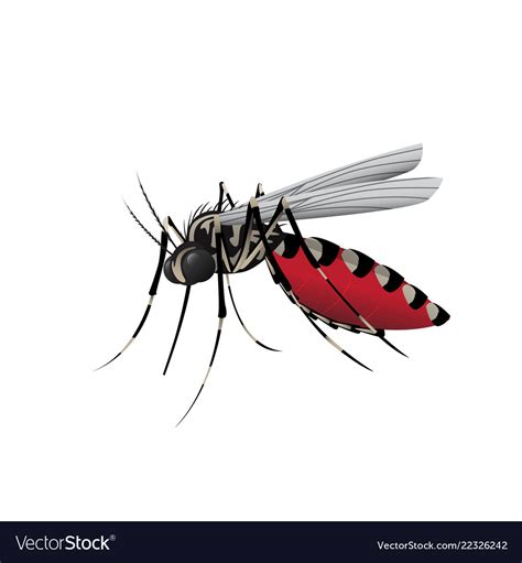 Aedes Mosquito Royalty Free Vector Image Vectorstock