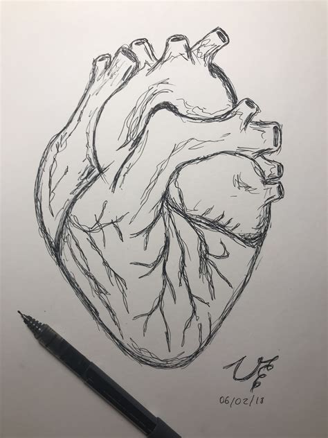 Human Heart Drawing Easy Pencil Drawings Pencil Art Drawings Art