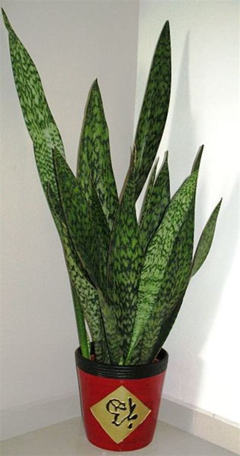 A baby snake is called a snakelet. The Snake Plant - Incredibly Easy to Grow