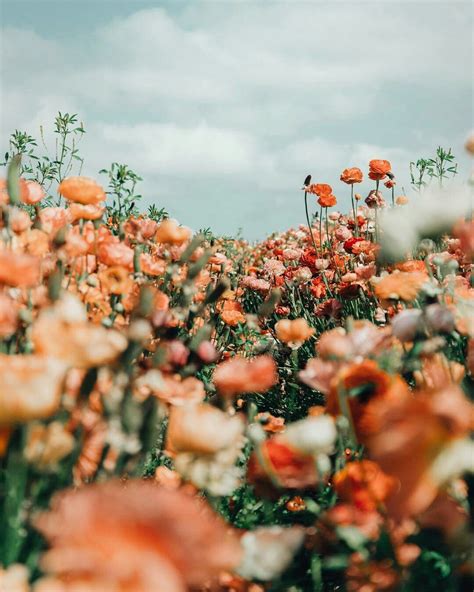 Flower Field Photo By Arielle Vey Samsung Wallpapers Flowers