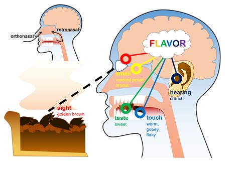 What Part Of The Brain Controls Taste Brainly Ctr
