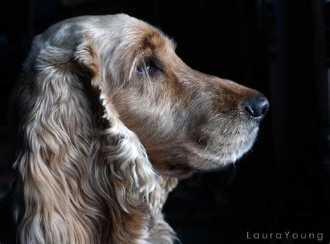 The Secret To Taking Beautiful Pet Portraits For Yourself