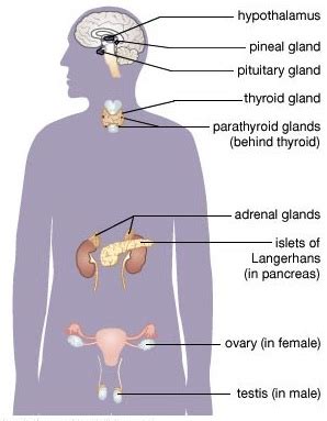 endocrine-system1 · Pancreatic Cancer Action