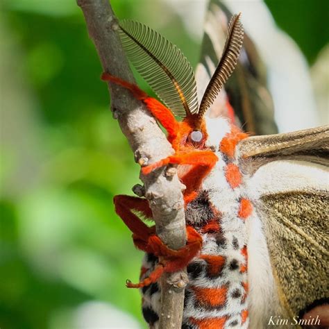 Cecropia Moth Male Giant Silk Moth Copyright Kim Smith 13 Of 22 Kim
