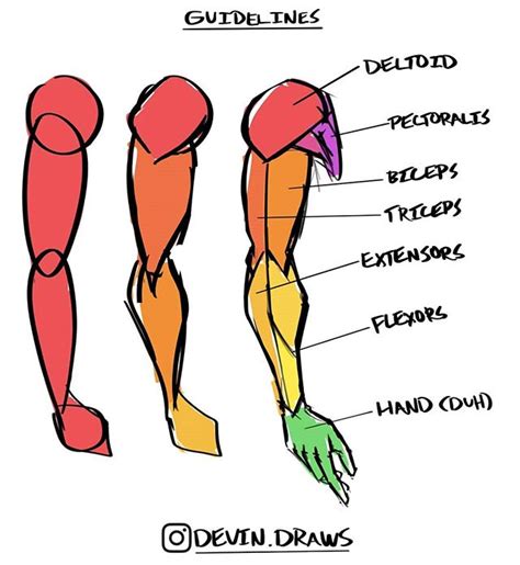 Devin Good в Instagram Heres A Simplified Arm Muscle Model For Yall