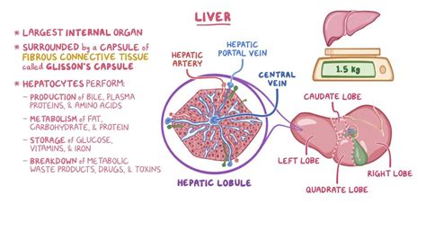 Liver Histology Video Anatomy Definition And Function Osmosis