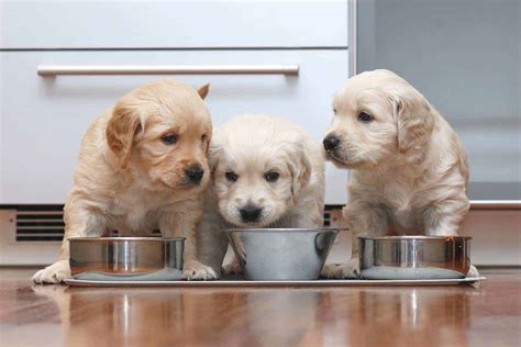 Golden retriever puppies are adorable and if you are buying one of your own, sometimes making a choice can be difficult. Golden retriever: Friendly, smart dog makes ideal pet for ...