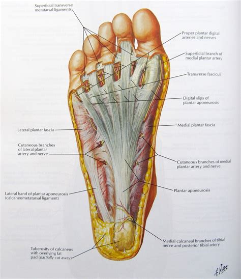 Health diagram bone skeleton leg knee science anchor chart human human body. Plantar Heel Pain with Mick Hughes and Hamish the Physio ...
