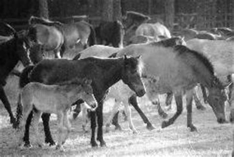 gotland pony horse breed horse breeding types  breeds  equiworld