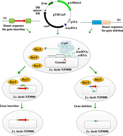 Use Of Crisprcas Systems For Genome Editing A Schematic Strategies Download Scientific