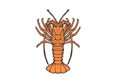 Rock Lobster Draw Vector Premium Download