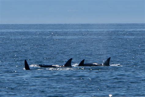 San Juan Islands Whale Watching How To See Orcas 2023 Explore Now