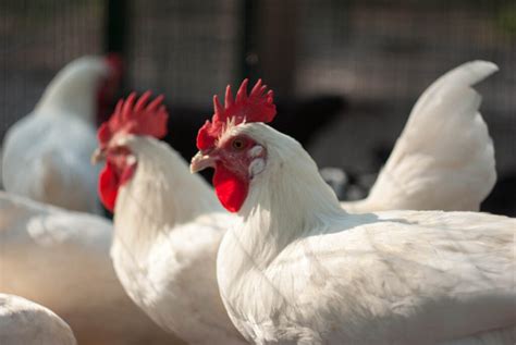 Bird Flu Update New “flock Down” Measures Uckfield Vets