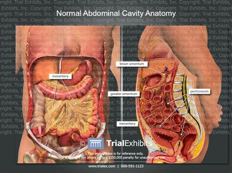 abdominal cavity anatomy