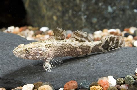 Marble Goby Regular Size