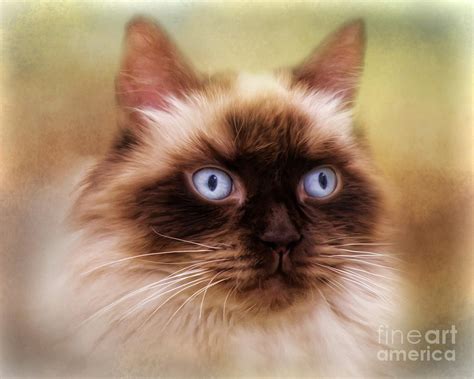 Ragdoll Cat Digital Art By Trudi Simmonds Fine Art America