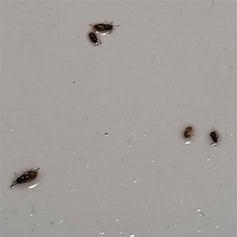 Small Bugs In Bathroom