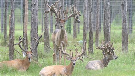 Florida Deer Breeding Roberts Ranch Whitetails