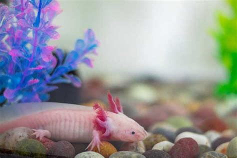 Why Are Axolotls Illegal In California Answered The Critter Hideout