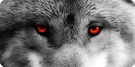 Wolf With Red Eyes Photo License Plate Ebay