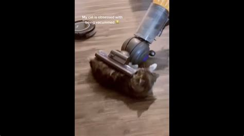 Cat Loves Being Vacuumed Youtube