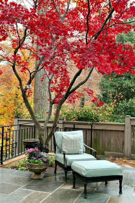 The 18 Best Trees For Small Gardens Rhythm Of The Home