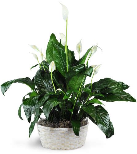 Peace Lily Plant Send To Centretown Ottawa On Today