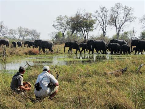 The Best Walking Safaris In Botswana Expert Africa