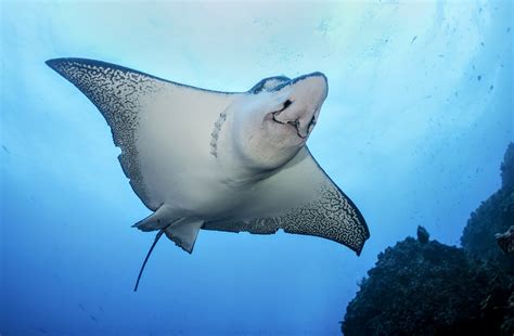 Secrets Of Manta Ray Behavior Revealed •