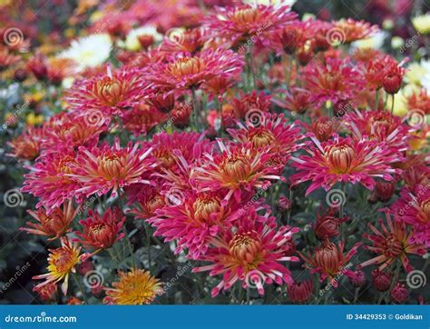 Beautiful Red Chrysanthemums Stock Image Image Of Collection Plant