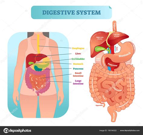 Sistema digestivo humano vector anatómico diagrama de ilustración con
