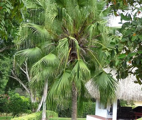 Chinese Fan Palm Tree Livistona Chinensis 650x550l Florida Palm Trees