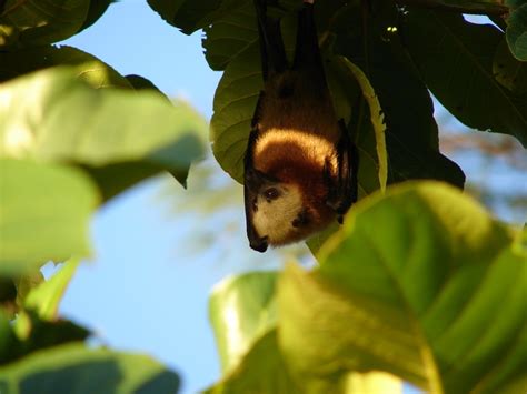 Aldabra Flying Fox Bats Of Africa · Inaturalist