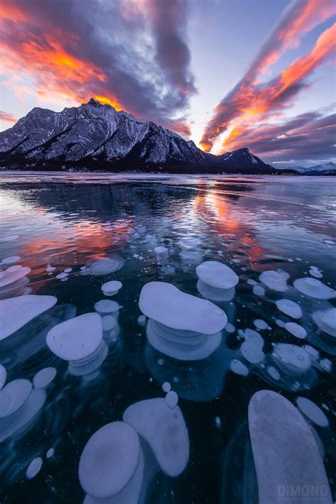 Abraham Lake Ice Bubbles — Scott Dimond Photography
