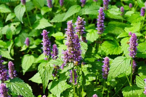 How To Grow And Care For Lavender Mint