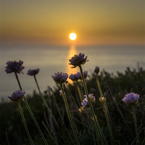 Wildflower Sunset Wallpapers Wallpaper Cave