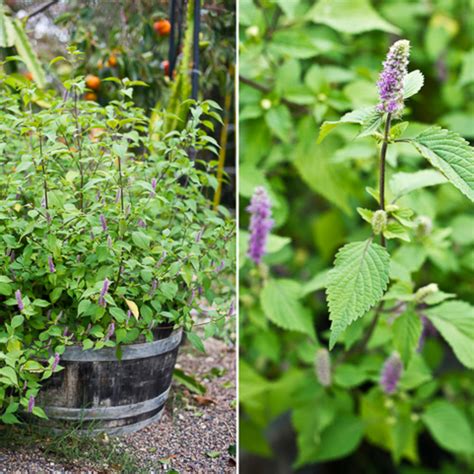5 Delicious Vietnamese Herbs To Grow And Eat Sunset Magazine