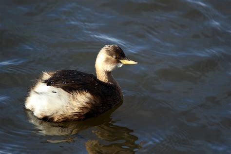 Water Off A Duck S Back Juvenile Grebe Taken From Horrock Flickr