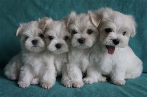 Teacup Maltese Puppies Available For Adoption Offer €300