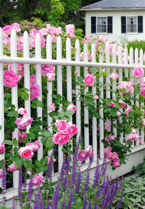 Cottage Flowers To Add To Your Garden Town And Country Living