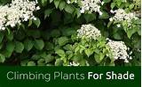 Images of Climbing Shade Plants