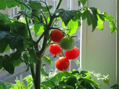 Confira como cultivar esse delicioso fruto em seu jardim, seja em vaso ou até na garrafa pet. Comienza una huerta en tu casa con sobras de cocina ...