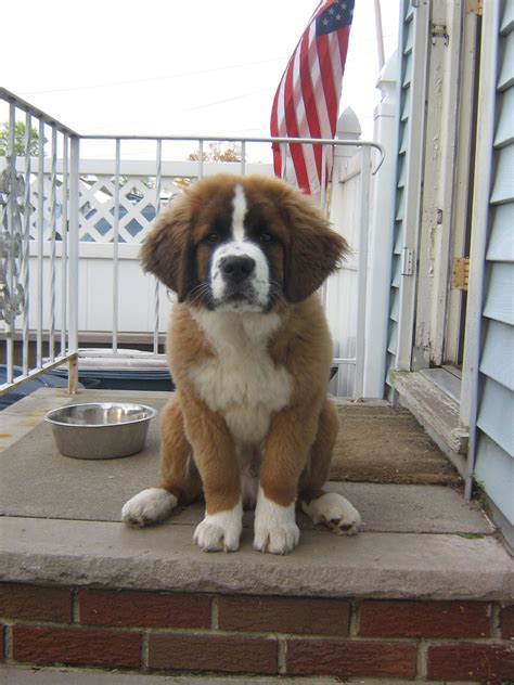 29 Bernese Mountain Dog Mixed With St Bernard Picture