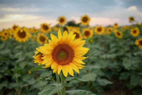 A Large Sunflower Standing In The Middle Of A Field With Many Other