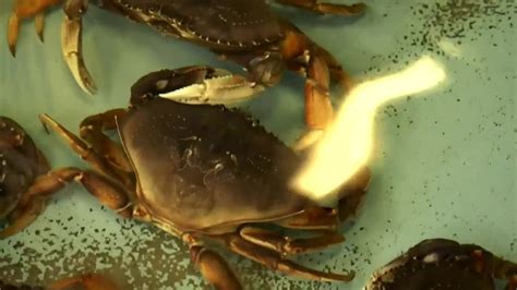 Dungeness Crabs Losing Shells Due To Climate Change The